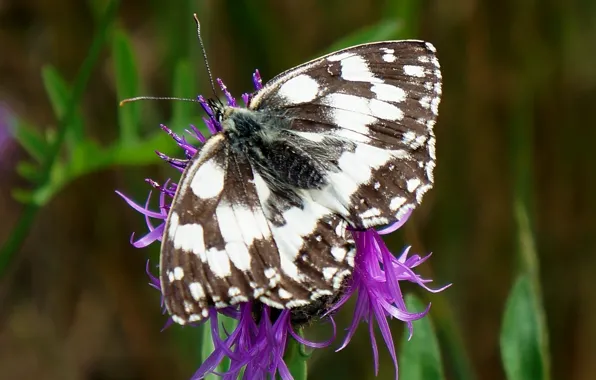 Flower, butterfly, insect