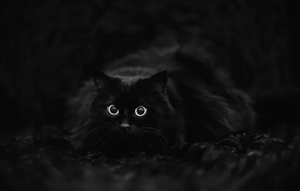 Кот, чёрный фон, чёрный кот