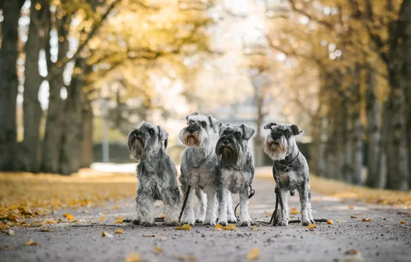 Картинка осень, собаки, квартет, Миттельшнауцер