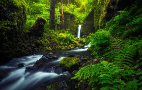 Лес, река, ручей, водопад, Орегон, папоротник, Oregon, Columbia River Gorge