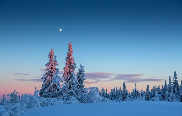 Картинка зима, лес, небо, снег, деревья, луна, вечер