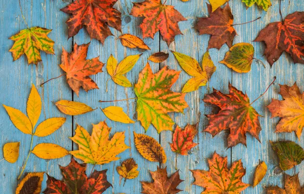 Осень, листья, фон, доски, colorful, клен, wood, autumn