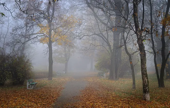 Картинка осень, туман, парк, аллея, скамейки