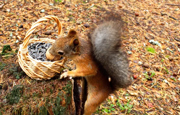 Nature, leafs, squirel