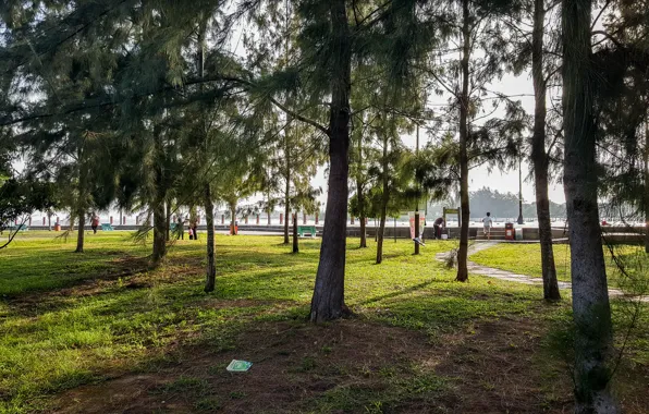 Green, dark, light, black, trees, wood, view, evening