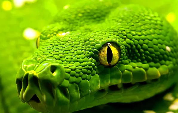 Глаза, змея, голова, чешуя, snake, eyes, рептилия, reptile