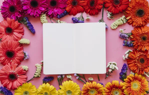 Цветы, рамка, colorful, хризантемы, flowers, spring, bright