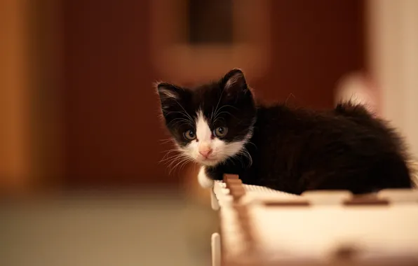 Картинка кот, котенок, черно-белый, лежа, моська