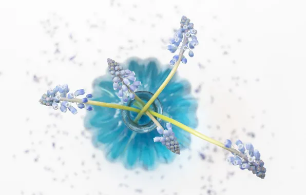 Цветы, фон, банка, Muscari