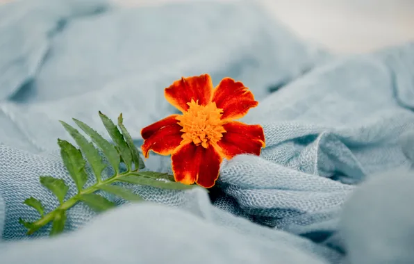 Картинка цветок, лист, одеяло