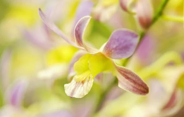 Цветок, лепестки, орхидея