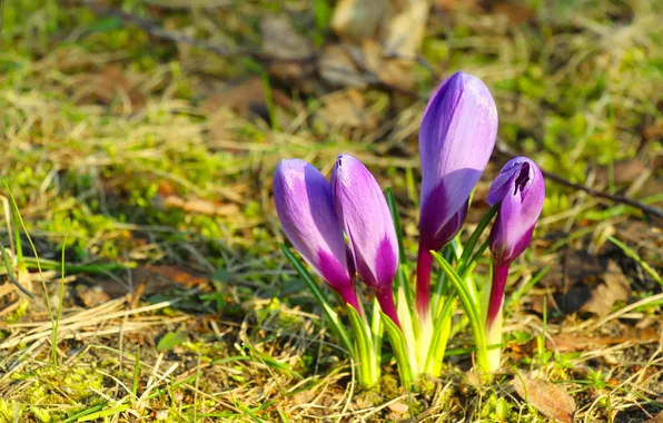 Flower, spring, crocus