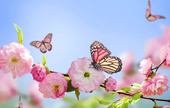 Картинка бабочки, розовый, весна, цветение, sky, blue, pink, blossom