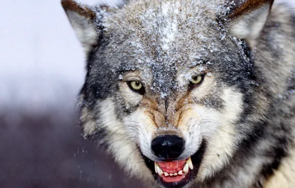 Beautiful, animals, wolf