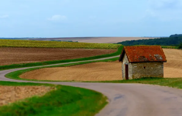 Road, wine, France, vineyards, white wine, Burgundy, vitis vinifera, in vino veritas