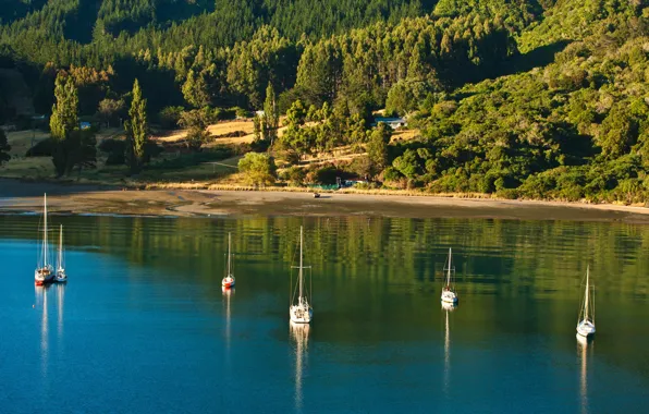 Зелень, лес, солнце, деревья, пролив, берег, яхты, Новая Зеландия