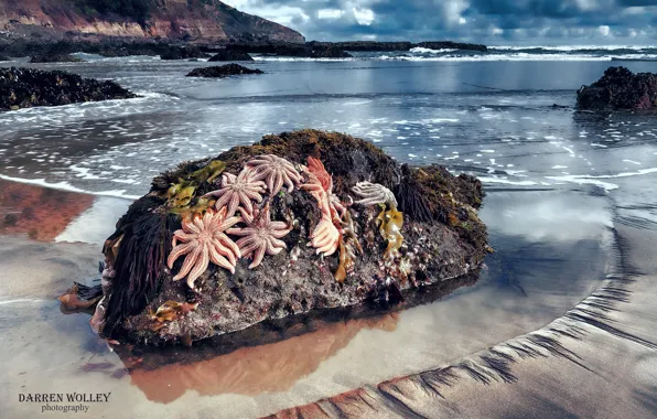 Картинка пляж, камни, океан, скалы, Новая Зеландия, морские звезды, Северный остров, Maori Bay