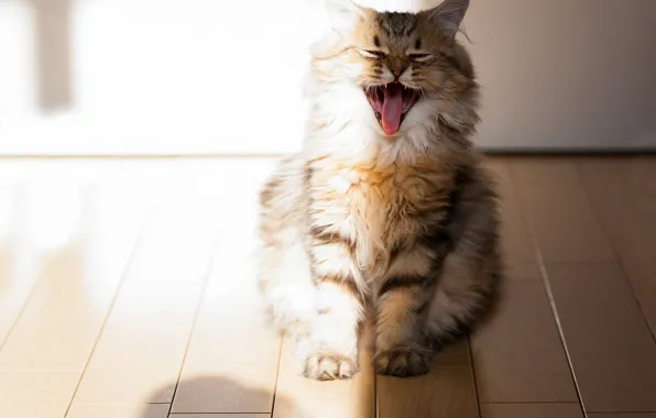 Кот, Пушистый, полосатый, зевает