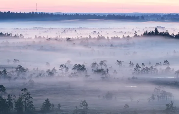 Картинка лес, закат, туман