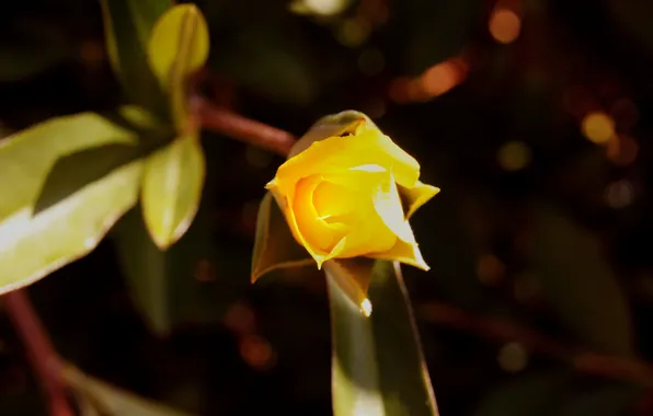 Картинка цветок, роза, желтая
