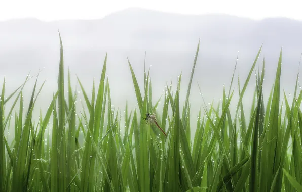 Картинка трава, капли, туман, роса, стрекоза