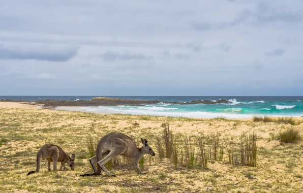 Море, берег, Австралия, кенгуру
