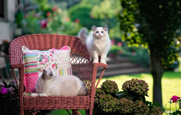 Кошка, лето, кошки, цветы, природа, котенок, кресло, пушистый