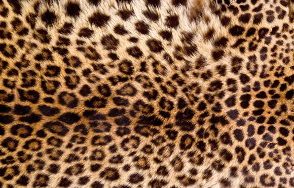 Шкура, мех, leopard, texture, animal, fur