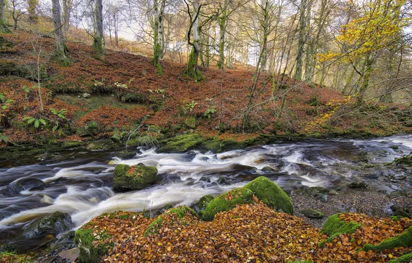 Картинка осень, лес, деревья, река, ручей