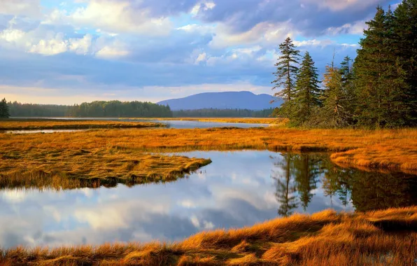 Осень, лес, трава, озеро, Acadia, National park, Main