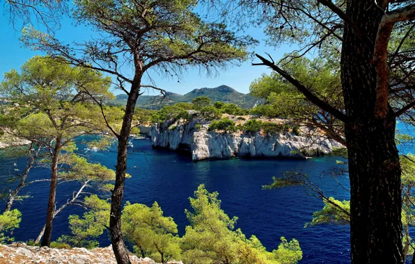 Море, деревья, скалы, побережье, Франция, бухта, Provence, Calanque