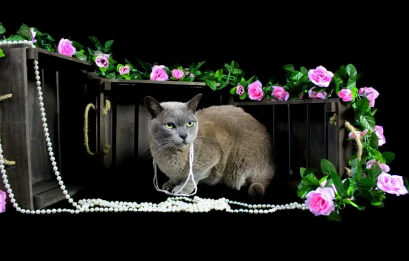 Кошка, взгляд, украшения, цветы, поза, розы, бусы, ящики