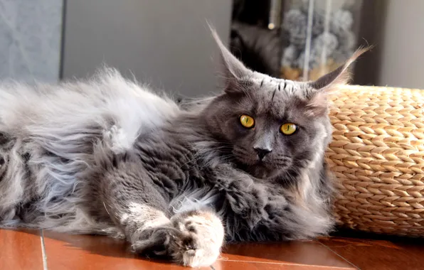 Кошка, кот, взгляд, морда, свет, поза, отражение, серый