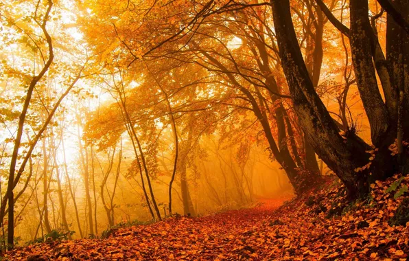 Картинка осень, лес, листья, свет, деревья, ветки, природа, туман