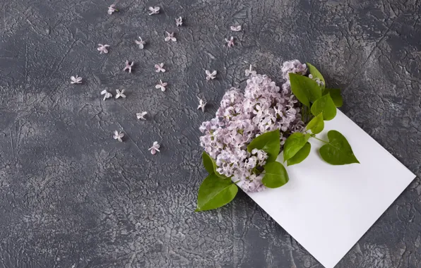 Цветы, flowers, сирень, spring, lilac