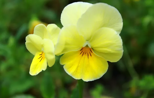 Анютины глазки, Фиалка трёхцветная, Viola tricolor