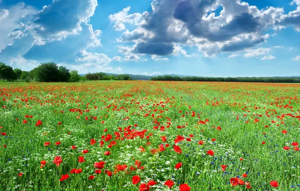 Картинка трава, деревья, пейзаж, цветы, природа, голубое небо