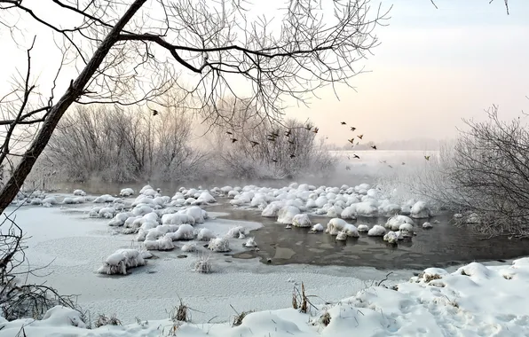 Картинка зима, пейзаж, птицы, озеро