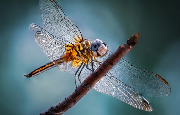 Flying, wings, dragonfly, insect
