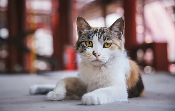 Кошка, кот, взгляд, поза, мордашка