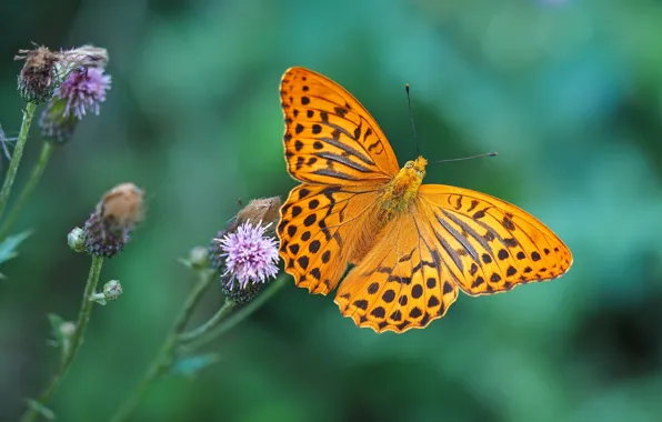 Лето, бабочка, butterfly