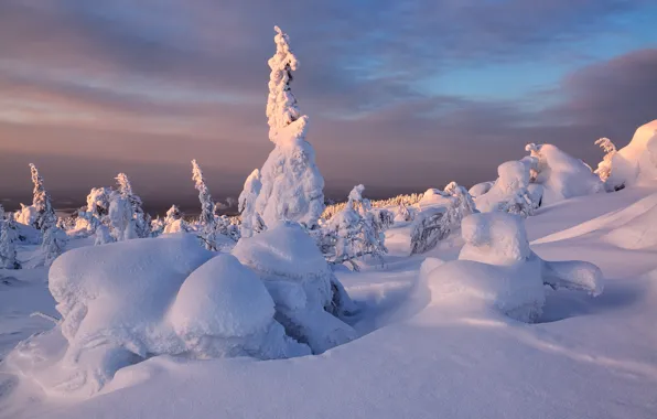 Картинка зима, снег, деревья, закат, ели, Кольский полуостров, Максим Евдокимов, Кандалакша