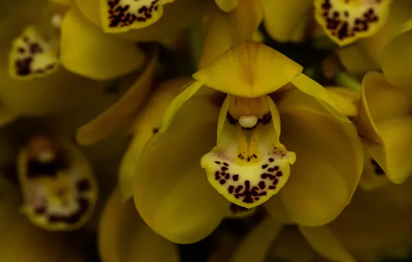 Макро, орхидеи, экзотика, жёлтые
