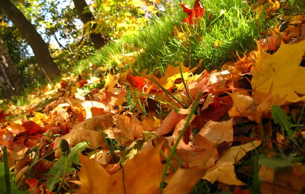 Картинка осень, трава, листья, деревья, Природа
