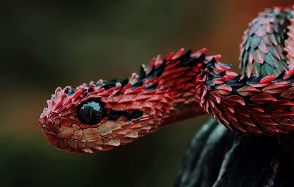 Картинка animals, reptiles, vipers, Lizard scales, red and black snake