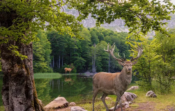 Зелень, лес, животные, лето, взгляд, вода, деревья, природа