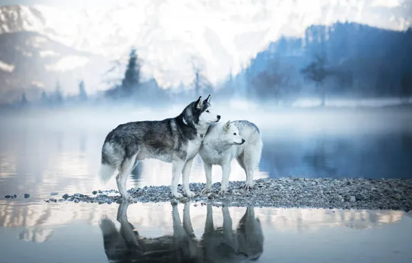 Картинка зима, лес, собаки, взгляд, горы, природа, поза, туман