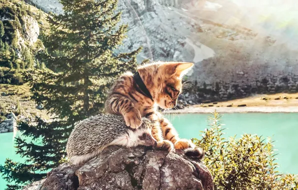 Природа, by mr. pokee, котенок ежик