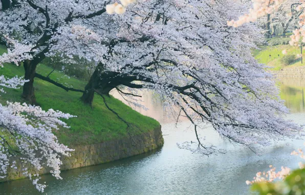 Картинка парк, дерево, весна, сакура, цветение