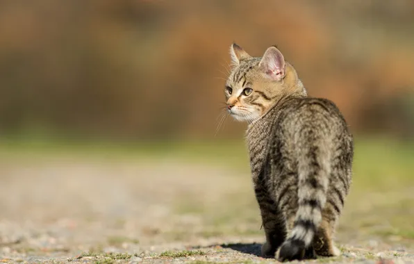 Кошка, кот, взгляд, свет, природа, поза, котенок, серый